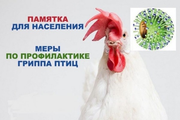 Осторожно! Птичий грипп!