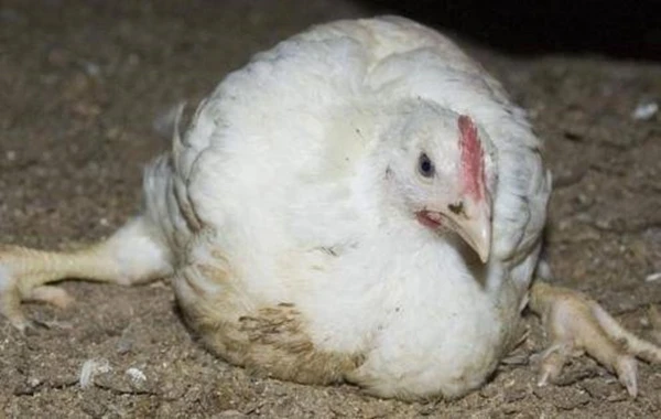 Управление Федеральной службы по ветеринарному и фитосанитарному надзору представляет информацию, с целью предотвращения и нераспространения болезни Марека (опасная болезнь животных).