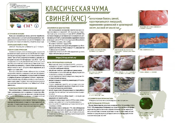 Классическая чума свиней - вирусная болезнь домашних свиней